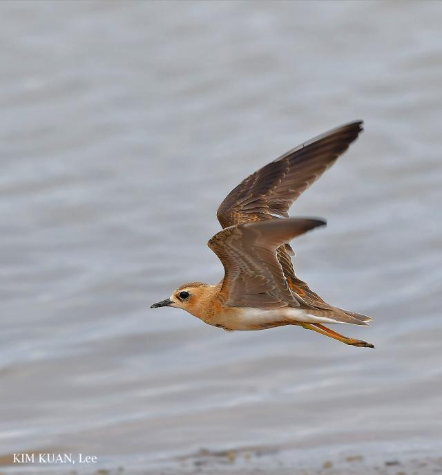 image 8342 of Oriental Plover